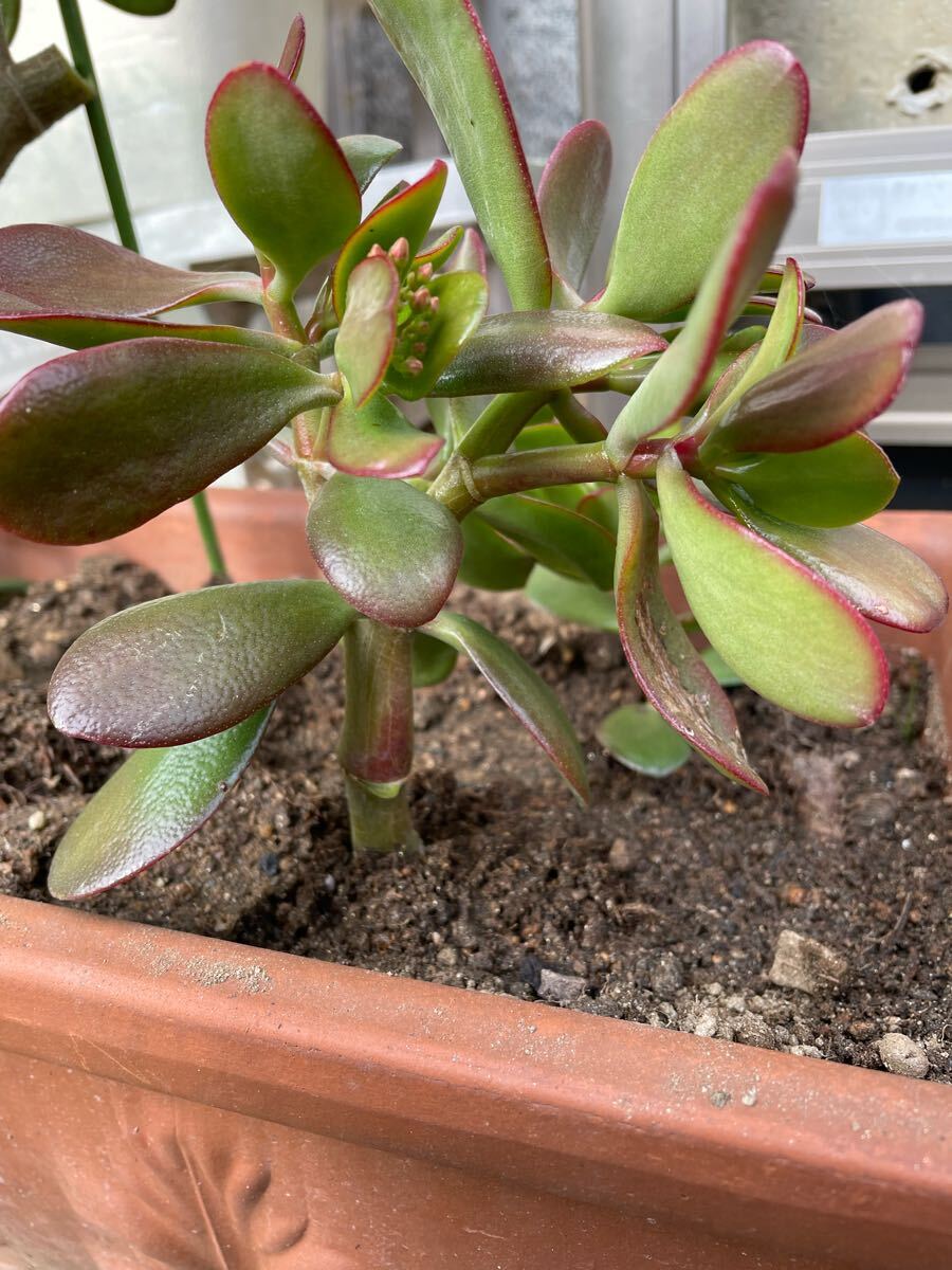 【カット苗】1つ 金のなる木 多肉植物 1カット拍卖