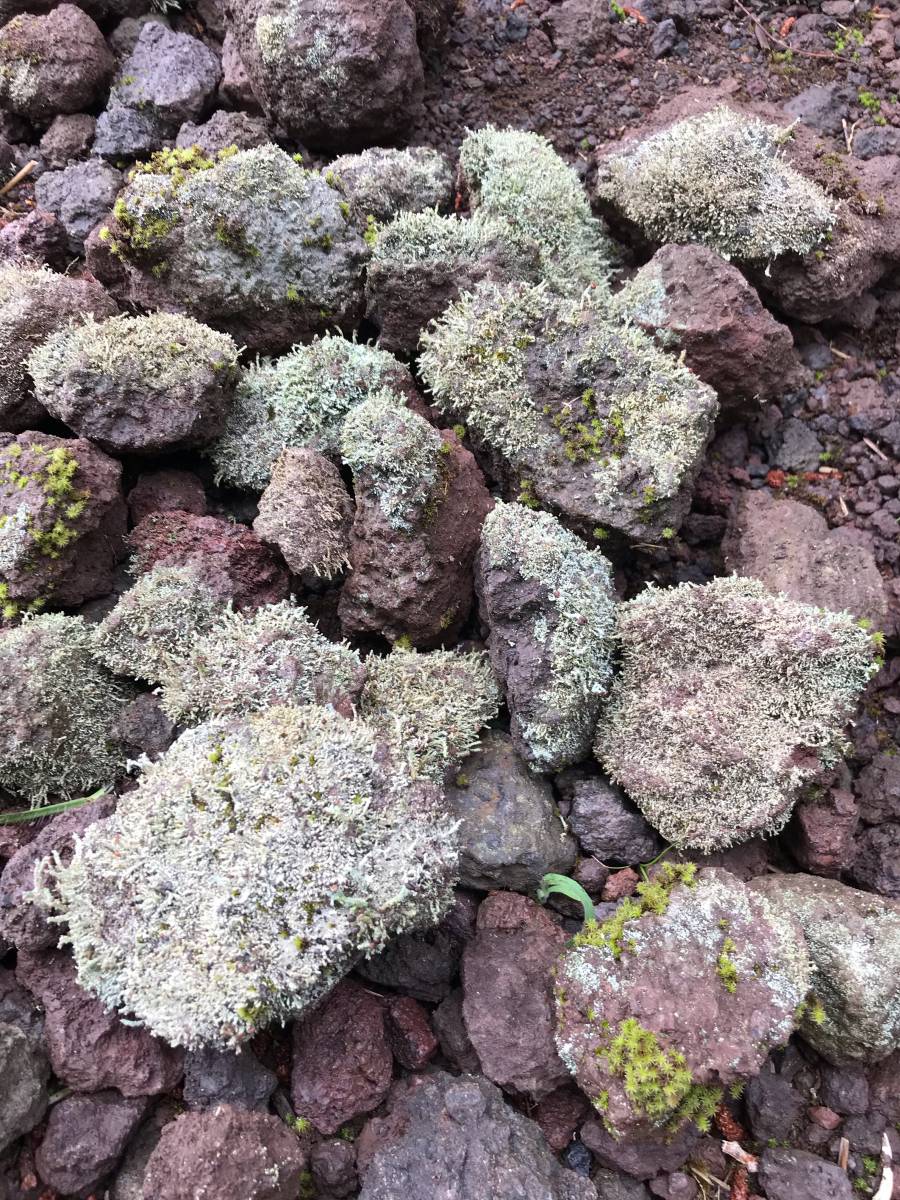 コケ活着系でキレイ☆富士山麓発の溶岩石☆ピンポン玉からみかん大サイズ苔活着の30個セット☆ガーデニングやアクアリウムなどに用途多様拍卖