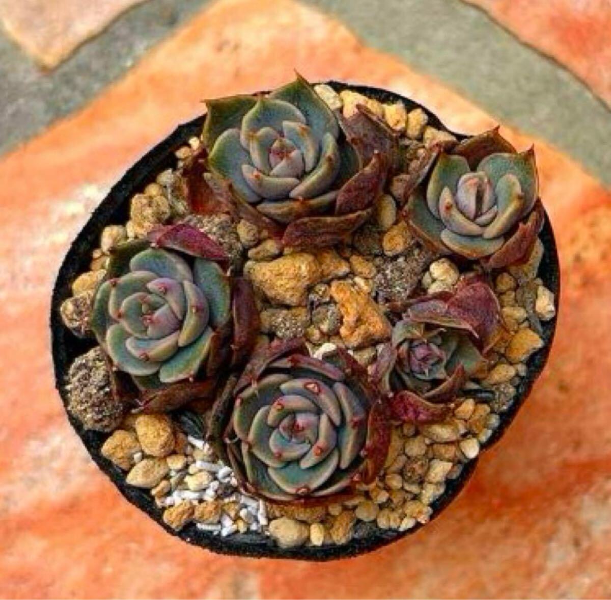 多肉植物 エスポワール 5頭拍卖