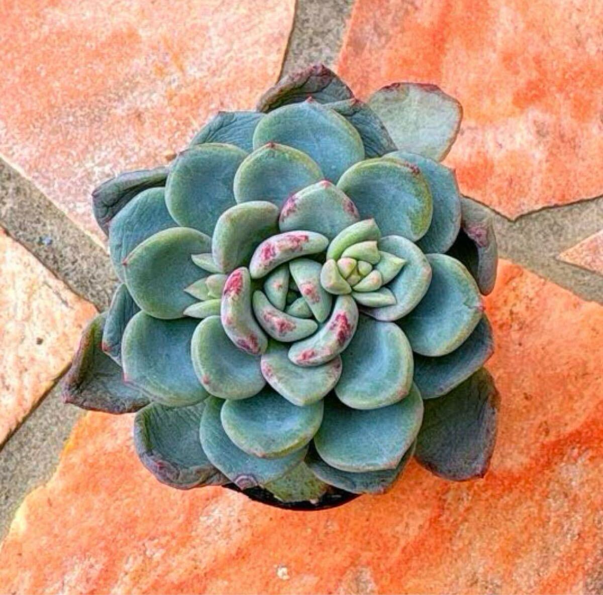 多肉植物 (プリドニス×ルンデリ)×ラウイ 子付き拍卖