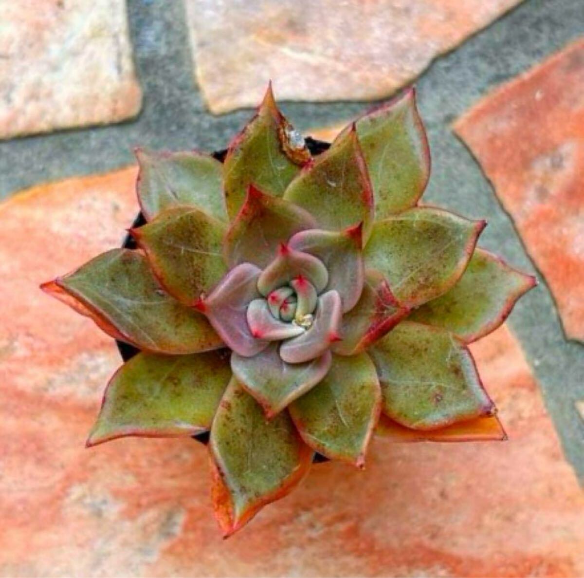 多肉植物 リラシナ×アガボイデスVer. ロメオ拍卖