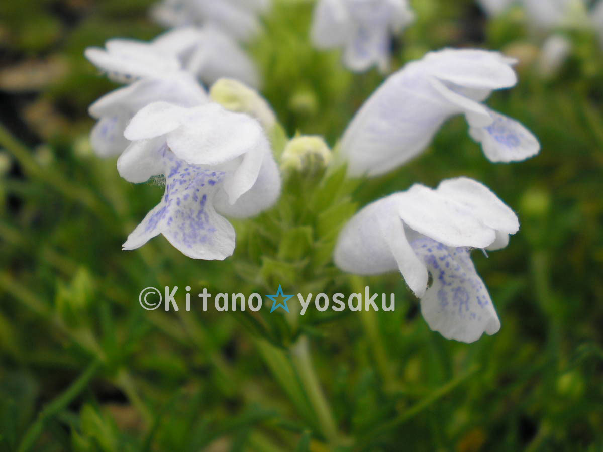 白花・武者竜胆(シロバナ・ムシャリンドウ)シソ科 3寸(9.0cm)ポリポット栽培 ◇開花時期6月~拍卖