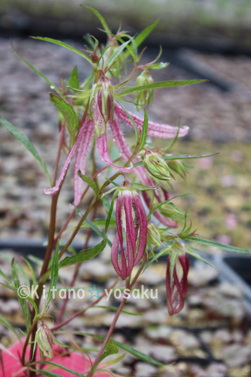 桃花白糸蛍袋(モモバナ・シライトホタルブクロ)◇キキョウ科 ●3寸(9.0cm)ポリポット栽培 ☆開花時期6月~ 拍卖