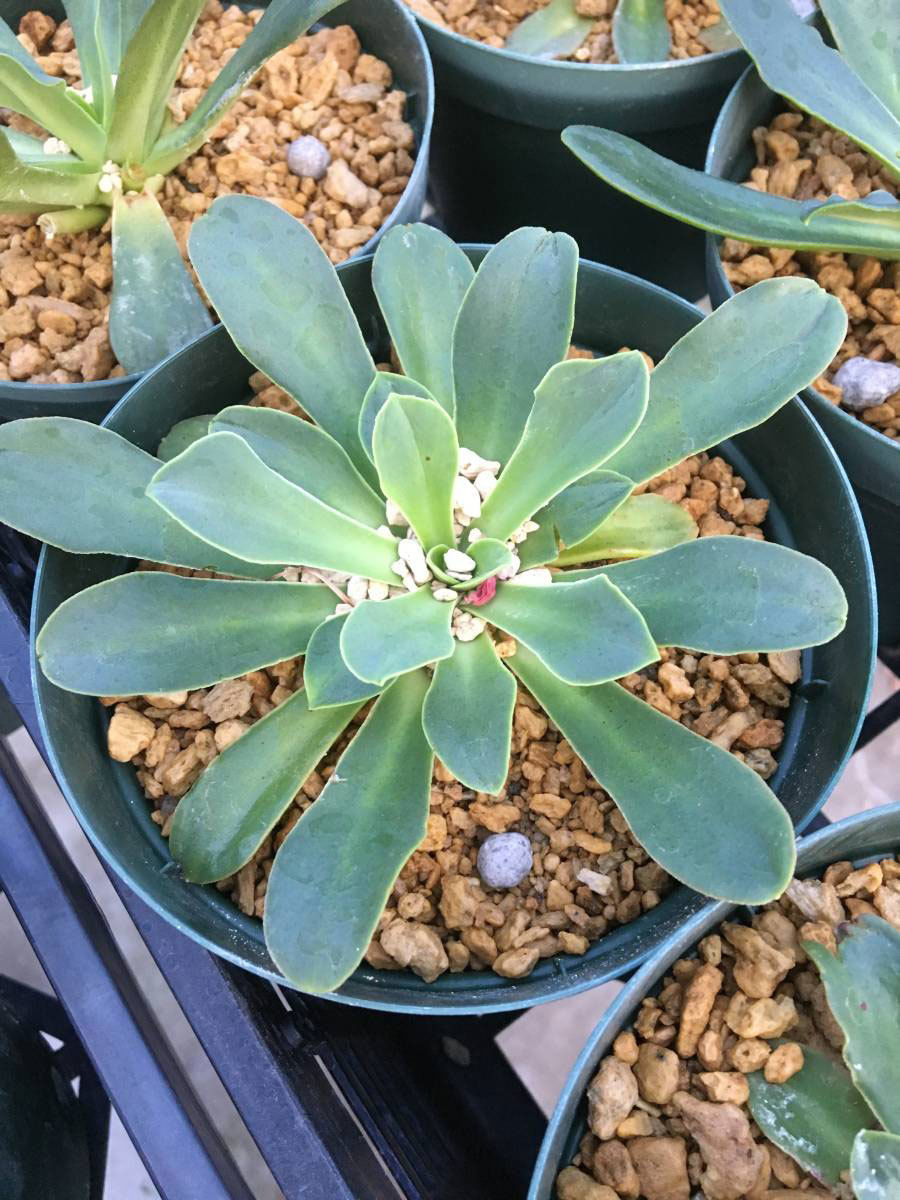 レウイシア・コチレドン ◇スベリヒユ科 〇花色のご指定は出来ません。第4種郵便物は、1個のみの発送 ☆開花時期5月~拍卖