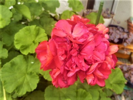 ゼラニウム 5本挿し穂20cm 赤 10cmのお花が咲きます、画像2と同等品。拍卖