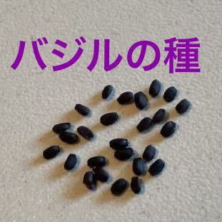 バジルの種 ハーブ バジリコ 家庭菜園 暑さに強い 発芽率が高い サカタの種 発芽率高い 生育良好拍卖