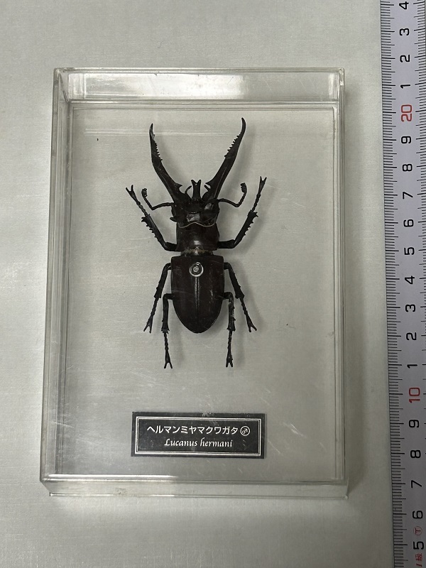 特売 世界の昆虫データブック ヘルマンミヤマクワガタ オス 原寸大フィギュアコレクション デアゴスティーニ 原色日本昆虫図鑑拍卖