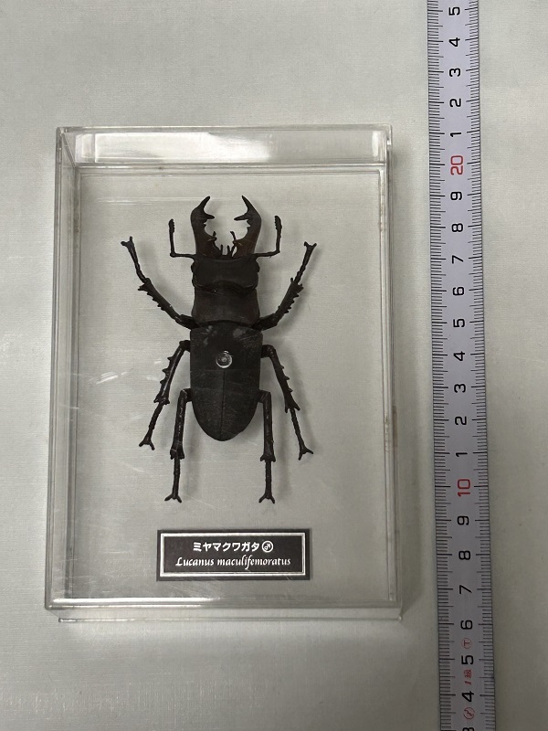 特売 世界の昆虫データブック ミヤマクワガタ オス 原寸大フィギュアコレクション デアゴスティーニ 原色日本昆虫図鑑拍卖