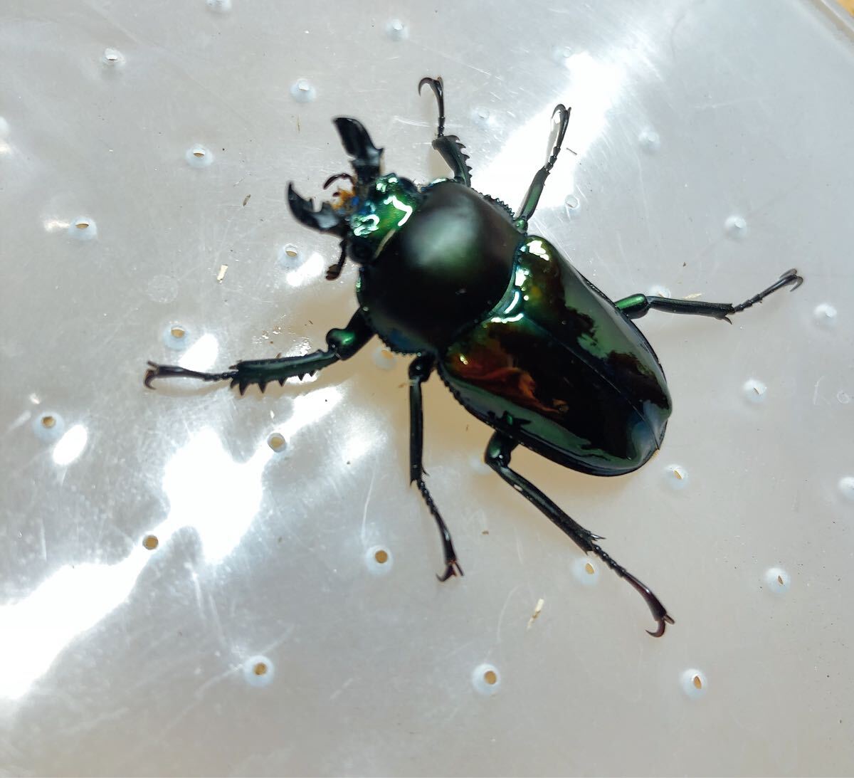 『M729』小さめ超緑ニジイロクワガタ (クイーンズランド)♂33mm単体拍卖