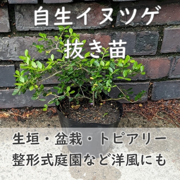 生垣やトピアリー仕立てに★イヌツゲ 抜き苗1株 日本の風土に合い育てやすい モチノキ 根付苗 常緑樹 柘植 観葉植物 園芸 拍卖