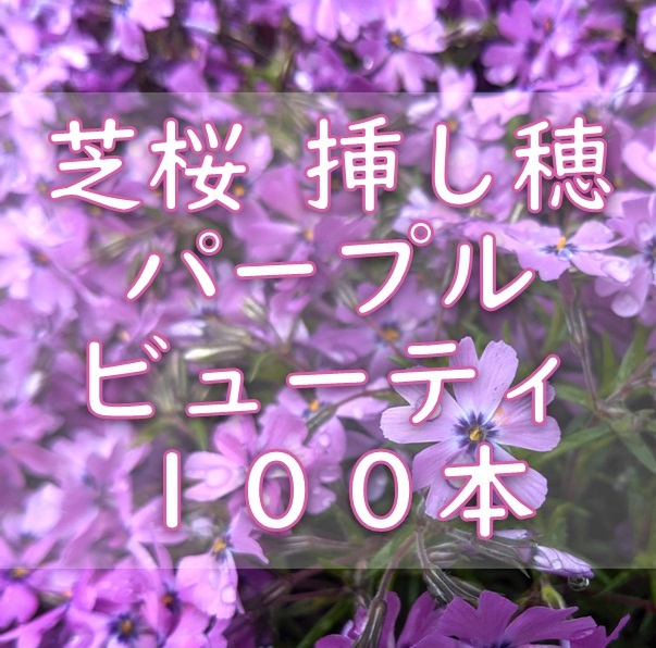 芝桜 挿し穂用カット苗 100本 6~8cm パープルビューティー 桃紫◆シバザクラ 耐寒性宿根草 常緑 グランドカバー 園芸 ガーデニング挿し木拍卖