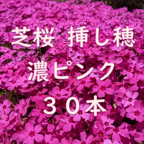 芝桜 挿し穂用カット苗 30本 6~8cm 濃いピンク◆シバザクラ 耐寒性◎ 宿根草 常緑 グランドカバー 園芸 ガーデニング 挿し木拍卖