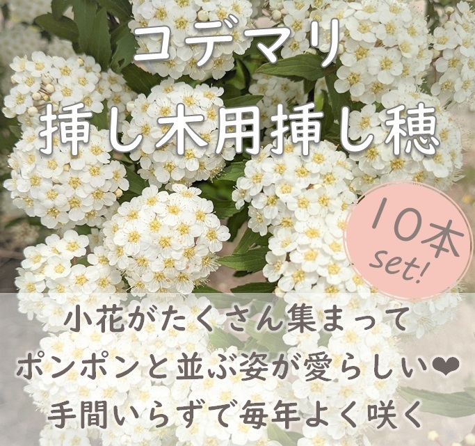 送料無料◆コデマリ 挿し木用の挿し穂 10本 カット苗 園芸 ガーデニング ホワイトガーデン 小手毬拍卖