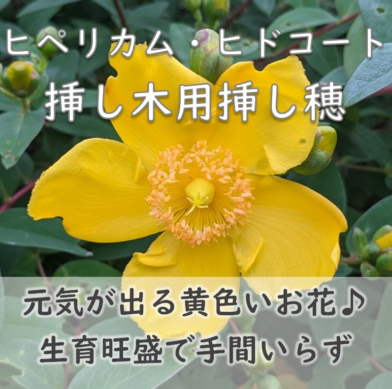 送料無料◆ヒペリカム・ヒドコート 挿し木用挿し穂 10本 大輪金糸梅 タイリンキンシバイ ヒデコート ガーデニング 園芸 拍卖