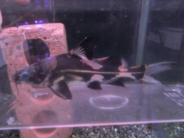 【熱帯魚】送料一律800円(一部除く)☆マーブルランサーキャット 1匹☆発送日限定☆拍卖