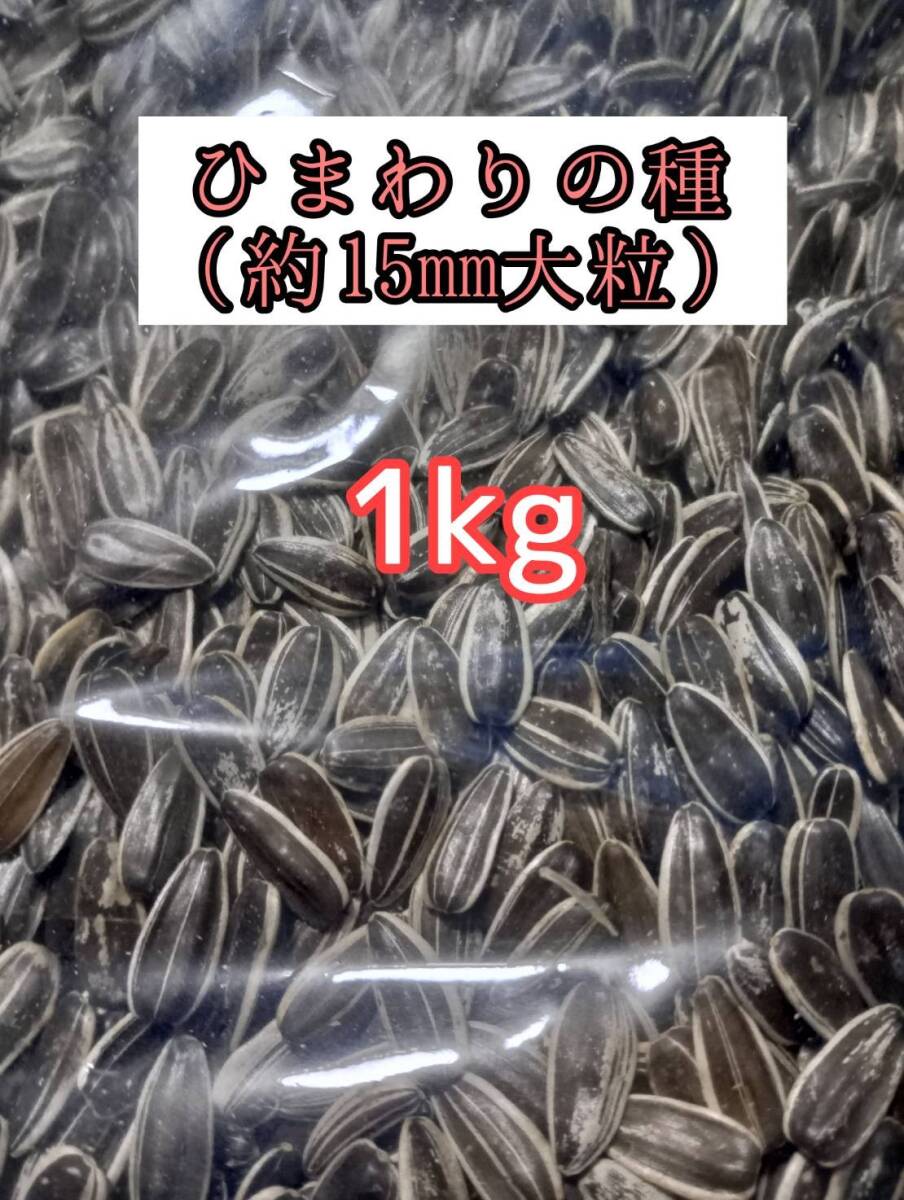 小動物のおやつ ひまわりの種 大粒 1kg ひまわりの種 鳥の餌 小動物の餌 オウム インコ ハムスター リス拍卖