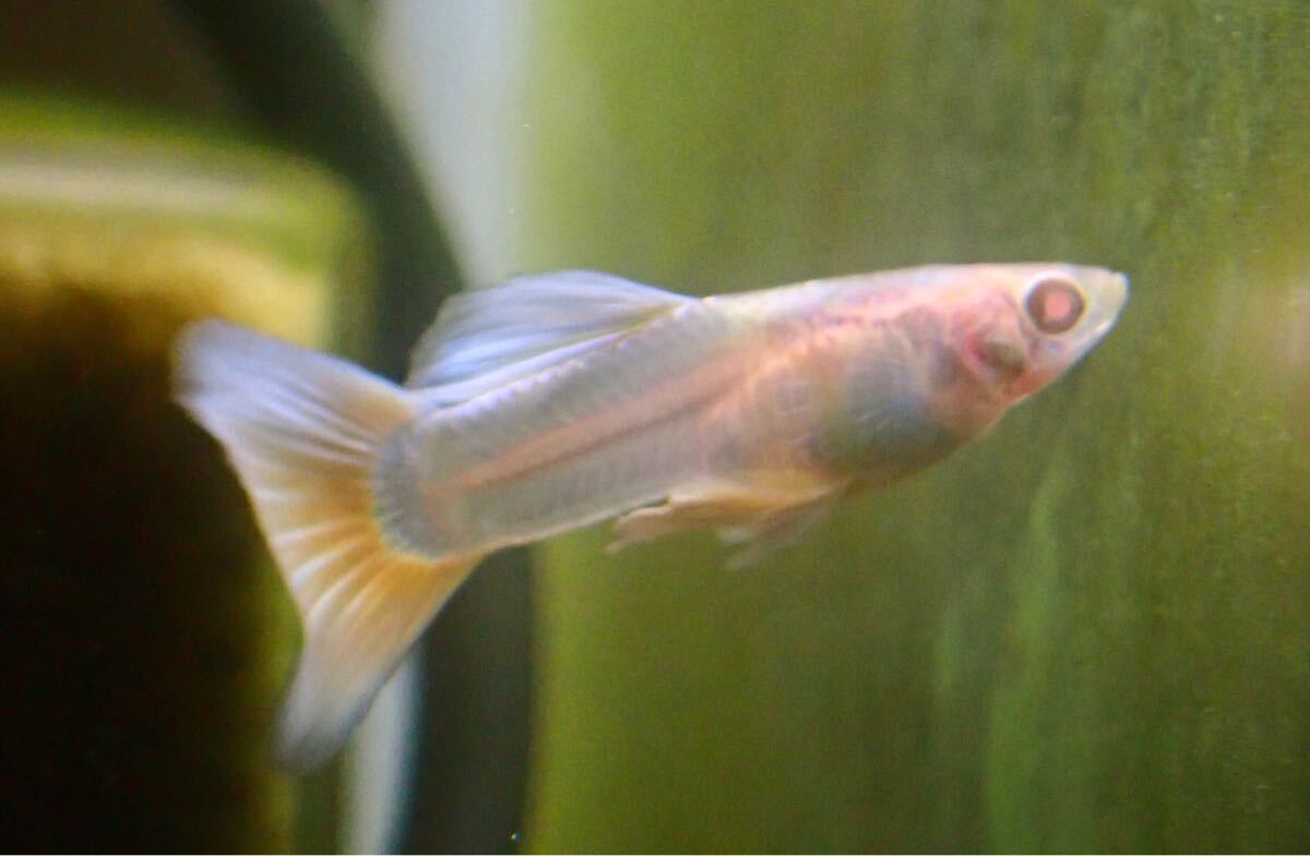 【アクアリウムのある暮らし】(熱帯魚) 国産グッピー RREAドイツイエロータキシード 1ペア サンプル画像 小型魚 水草 淡水魚拍卖