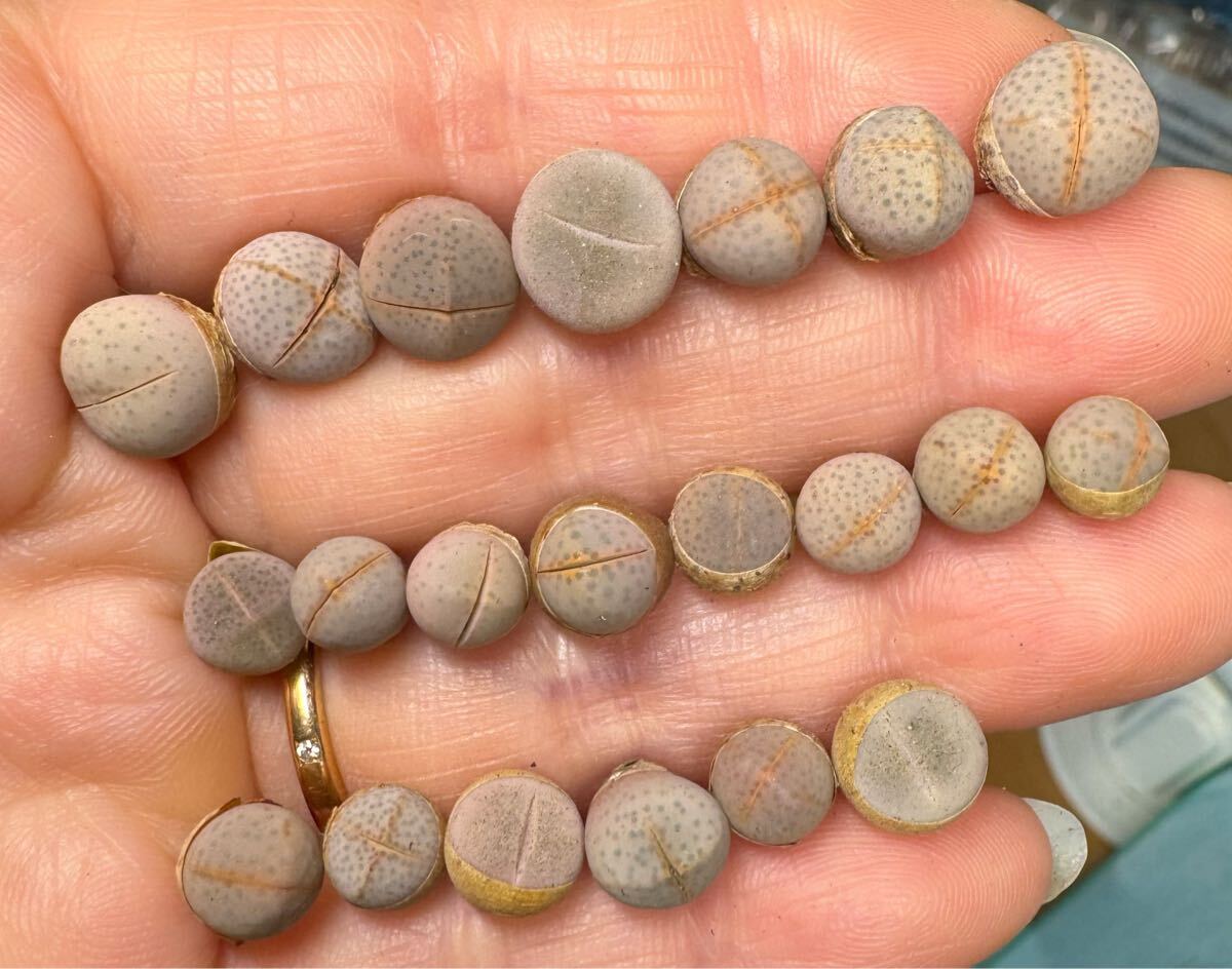 希少苗 多肉植物 リトープス 白幻玉 ミニ苗 ランダム15苗拍卖