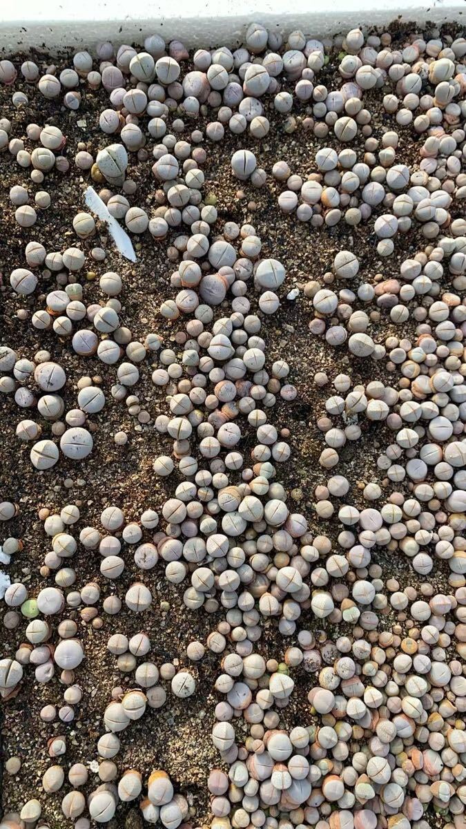 新入荷 多肉植物 リトープス 白幻玉 抜き苗 ランダム15苗 ミニ苗拍卖