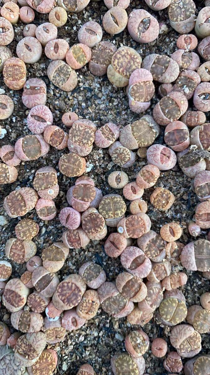 希少 多肉植物 リトープス 黄金柘榴玉 少量入荷 抜き苗 ランダム8苗拍卖