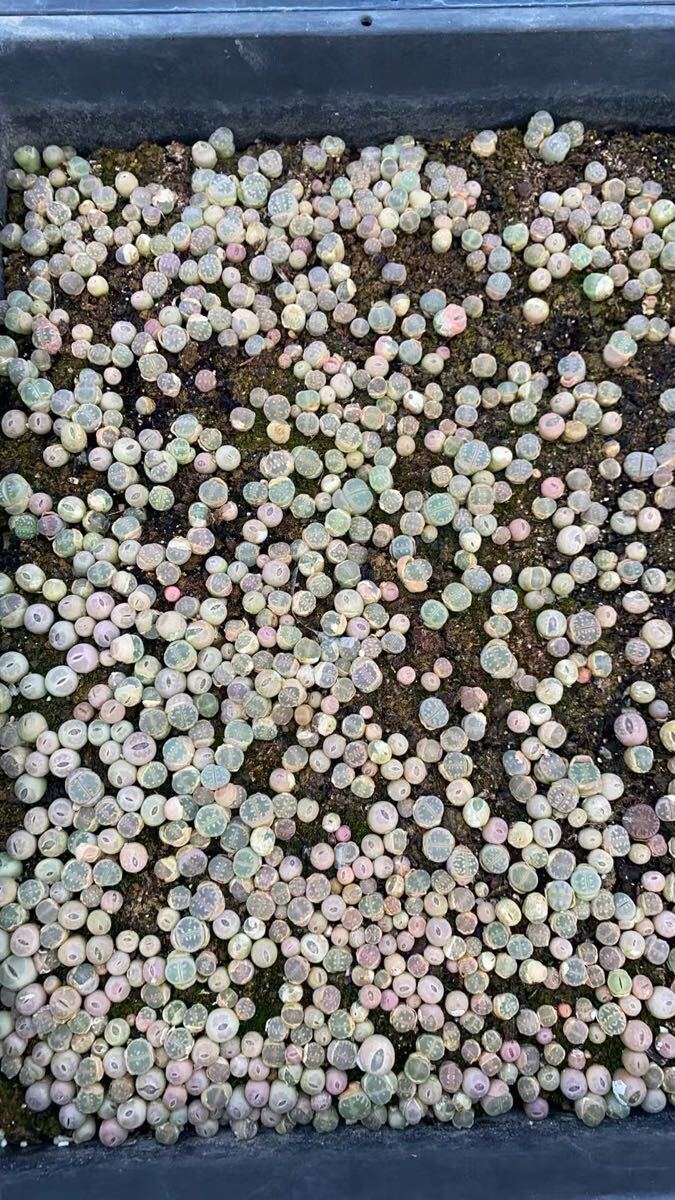 希少苗 多肉植物 リトープス ピンクオリーブ玉 ランダム10 抜き苗拍卖