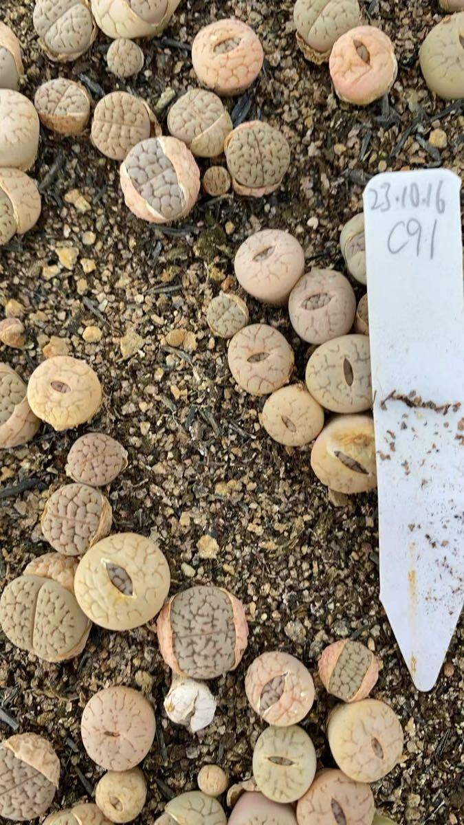 初販売 多肉植物 リトープス No.コードC91白富玉 抜き苗 ランダム8苗拍卖