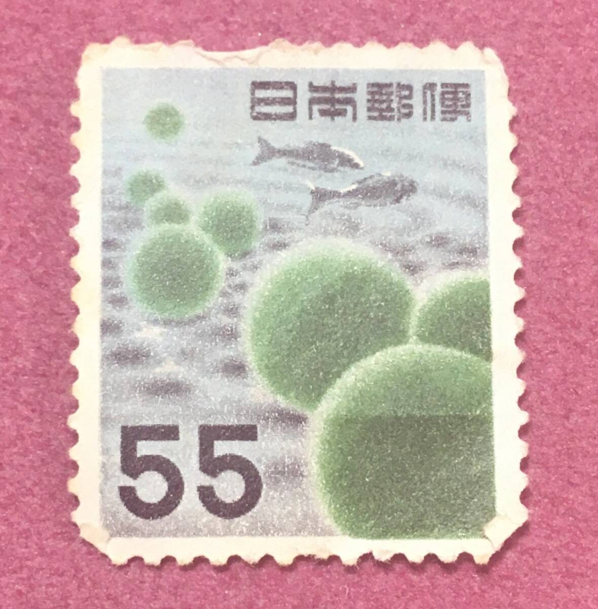 裏糊なし 第1次円単位 まりも 55円 拍卖