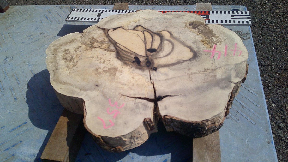 18-18 黒柿(カキ)輪切りの乾燥材・・・・敷板・花台・テーブル・ちゃぶ台・縞柿・孔雀杢・オブジェ・DIY拍卖