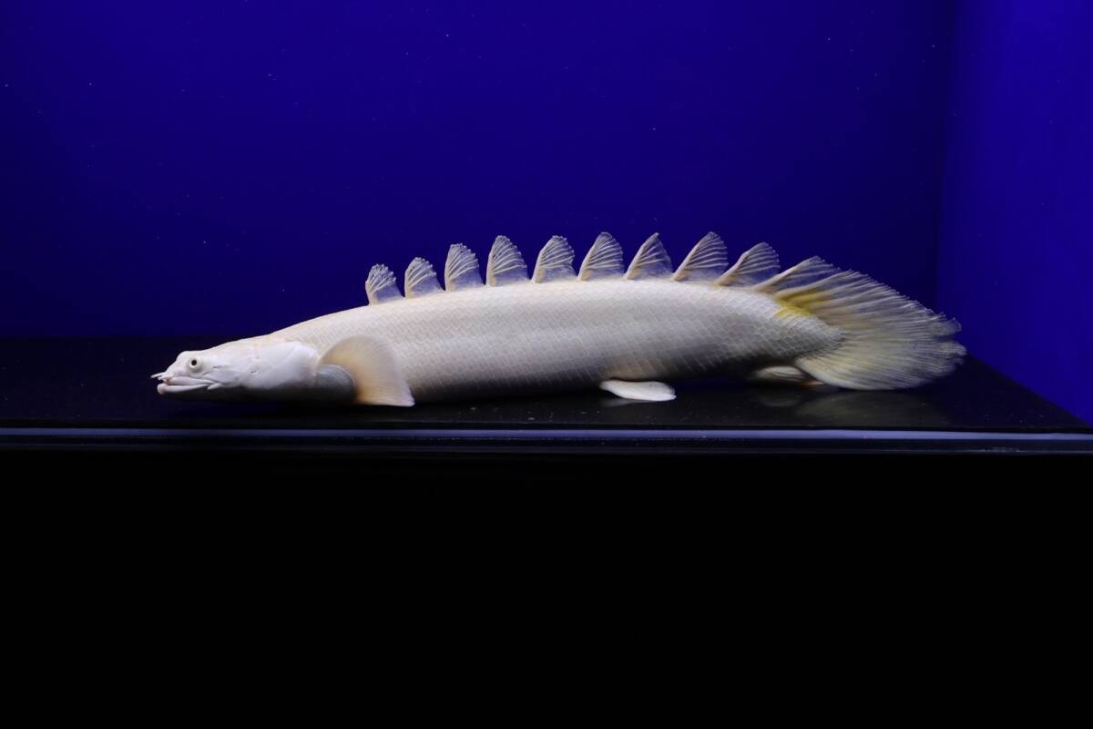 極太セミショート個体!!プラチナエンドリケリー±36㎝cm拍卖