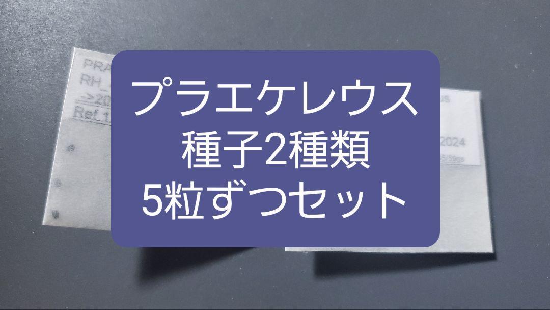 柱サボテン プラエケレウス 種子2種類 5粒ずつセット拍卖