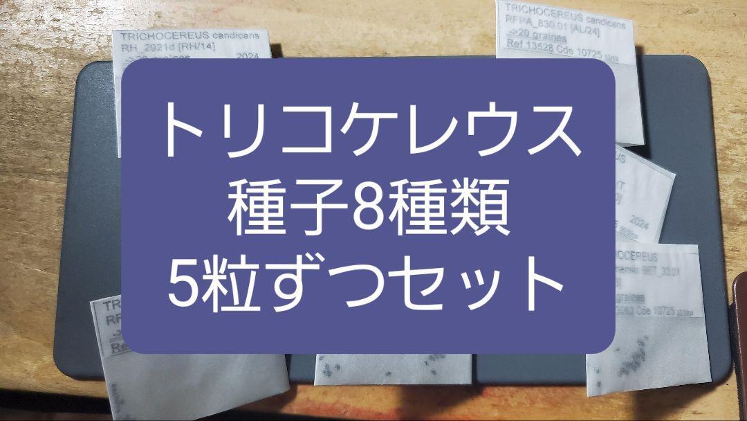 花柱サボテン トリコケレウス 種子8種類 5粒ずつセット拍卖