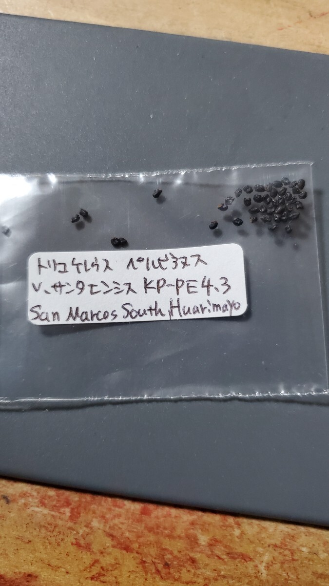 トリコケレウス ペルビアヌス v.サンタエンシス KP-PE4.3 種子10粒拍卖