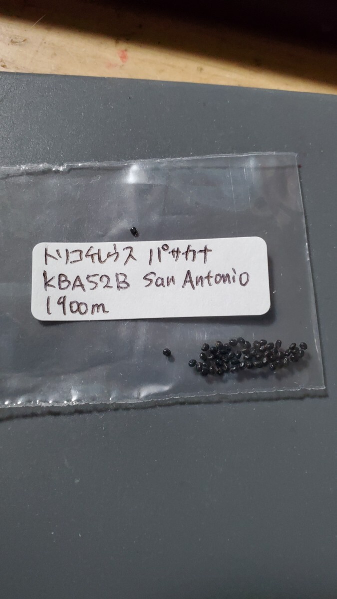 トリコケレウス パサカナ KLA52B 種子10粒拍卖