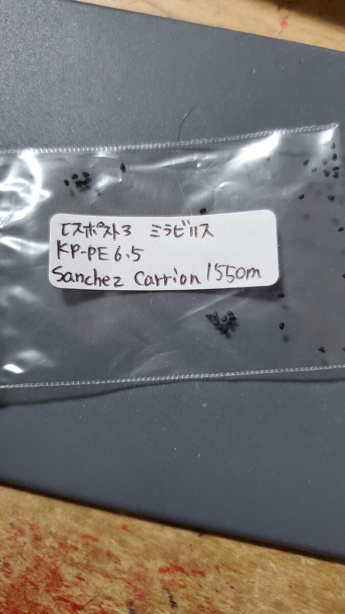 エスポストア ミラビリス KP-PE6.5 種子10粒拍卖