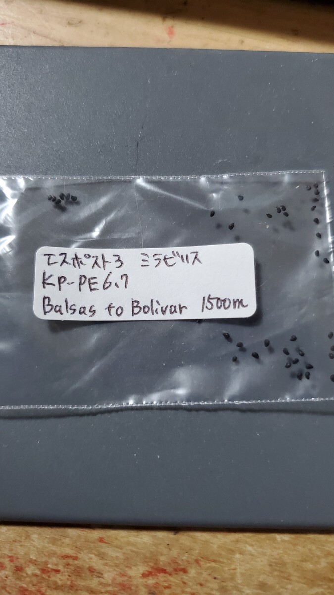 エスポストア ミラビリス KP-PE6.7 種子10粒拍卖