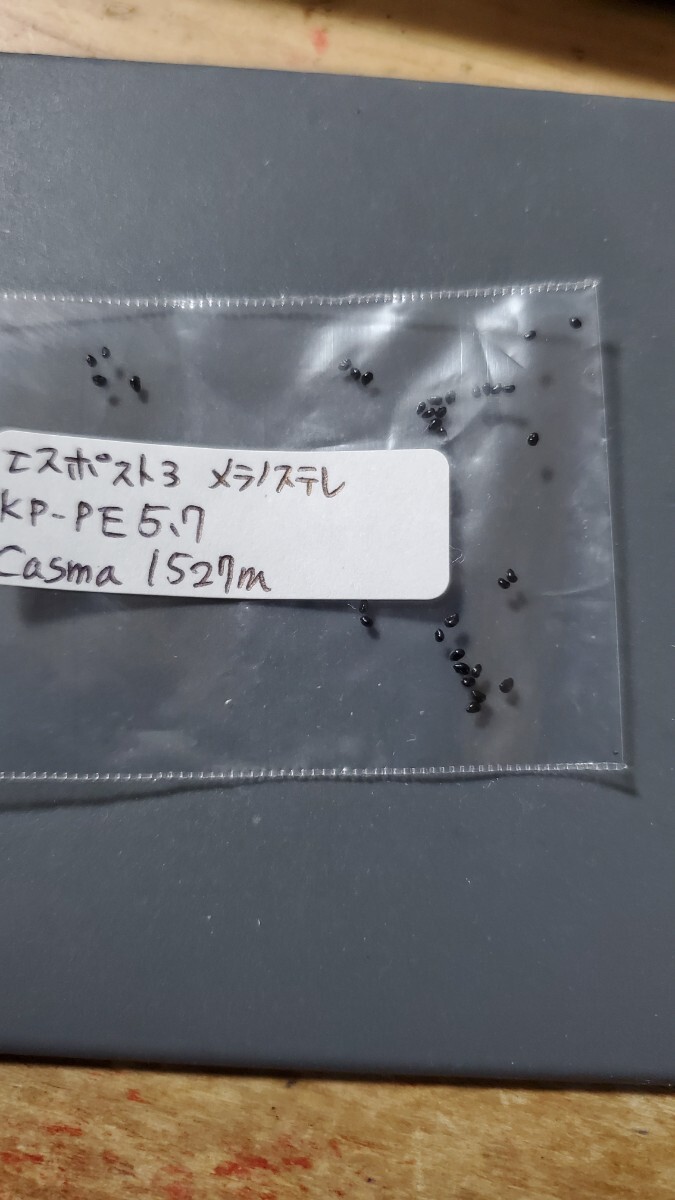 エスポストア メラノステレ KP-PE5.7 種子10粒拍卖