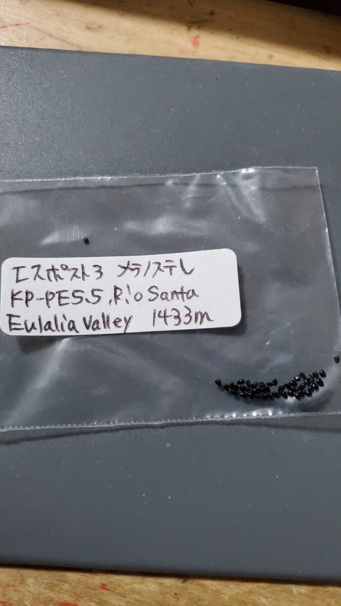 エスポストア メラノステレ KP-PE5.5 種子10粒拍卖