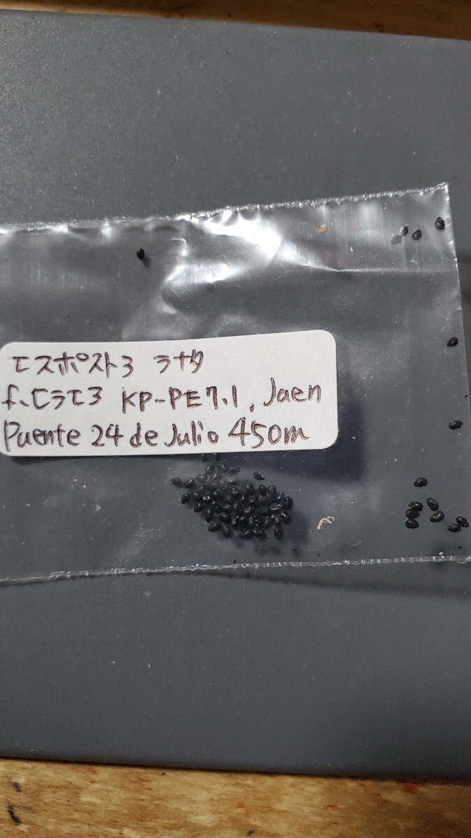 エスポストア ラナタ f.ヒラエア KP-PE7.1 種子10粒拍卖