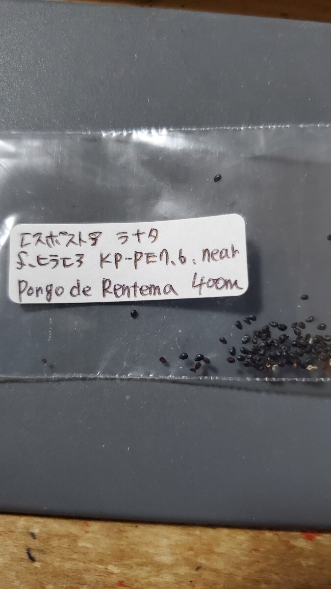 エスポストア ラナタ f.ヒラエア KP-PE7.6 種子10粒拍卖