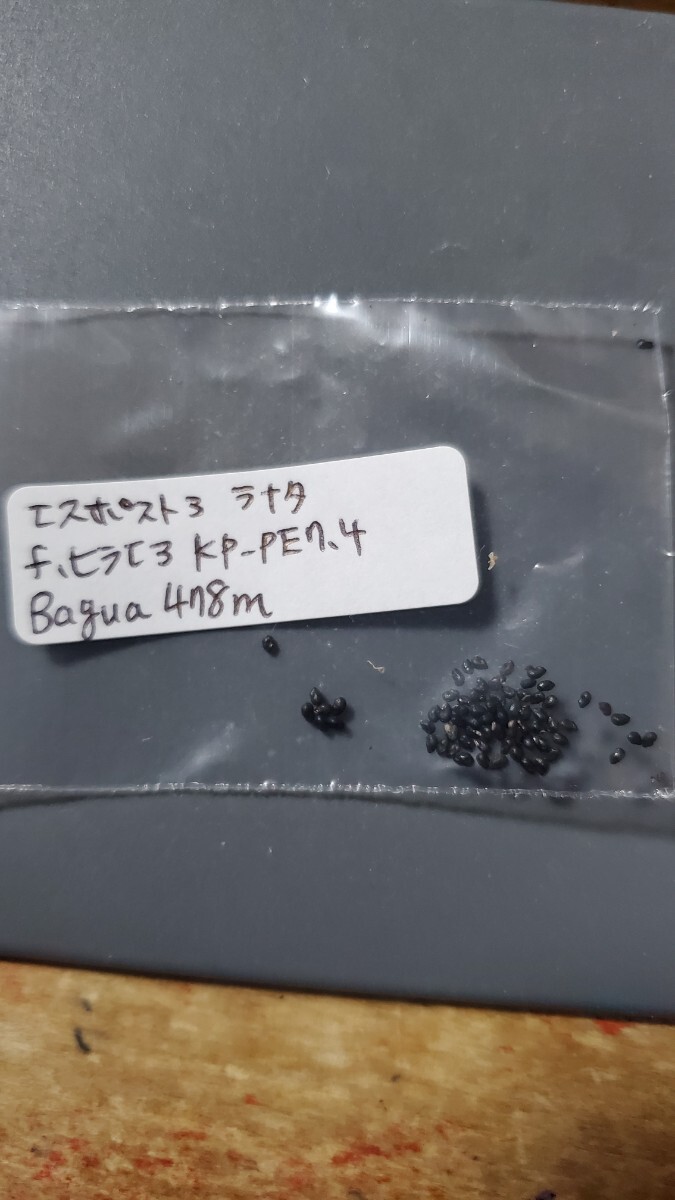 エスポストア ラナタ f.ヒラエア KP-PE7.4 種子10粒拍卖