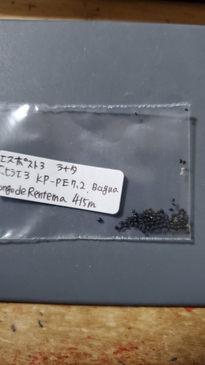 エスポストア ラナタ f.ヒラエア KP-PE7.2 種子10粒拍卖