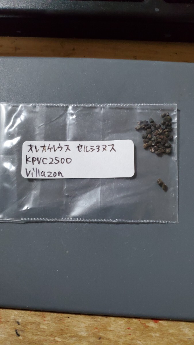 オレオケレウス セルシアヌス KPVC2500 種子10粒拍卖