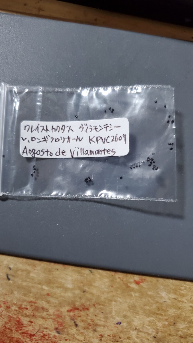 クレイストカクタス ヴィラモンテシー v.ロンギフロリオール KPVC2609 種子10粒拍卖