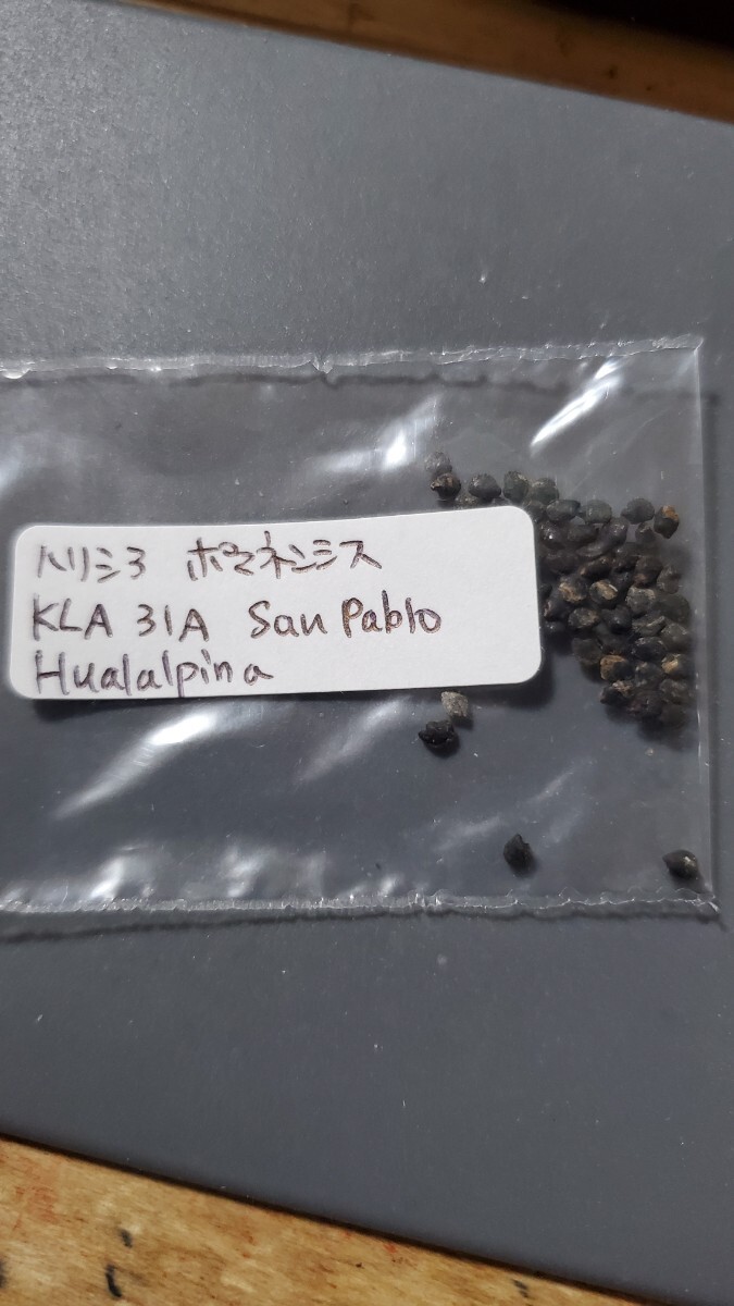 ハリシア ポマネンシス KLA31A 種子10粒拍卖