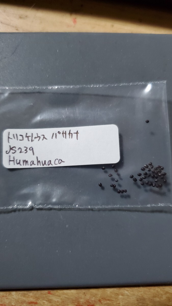 トリコケレウス パサカナ JS239 種子10粒拍卖