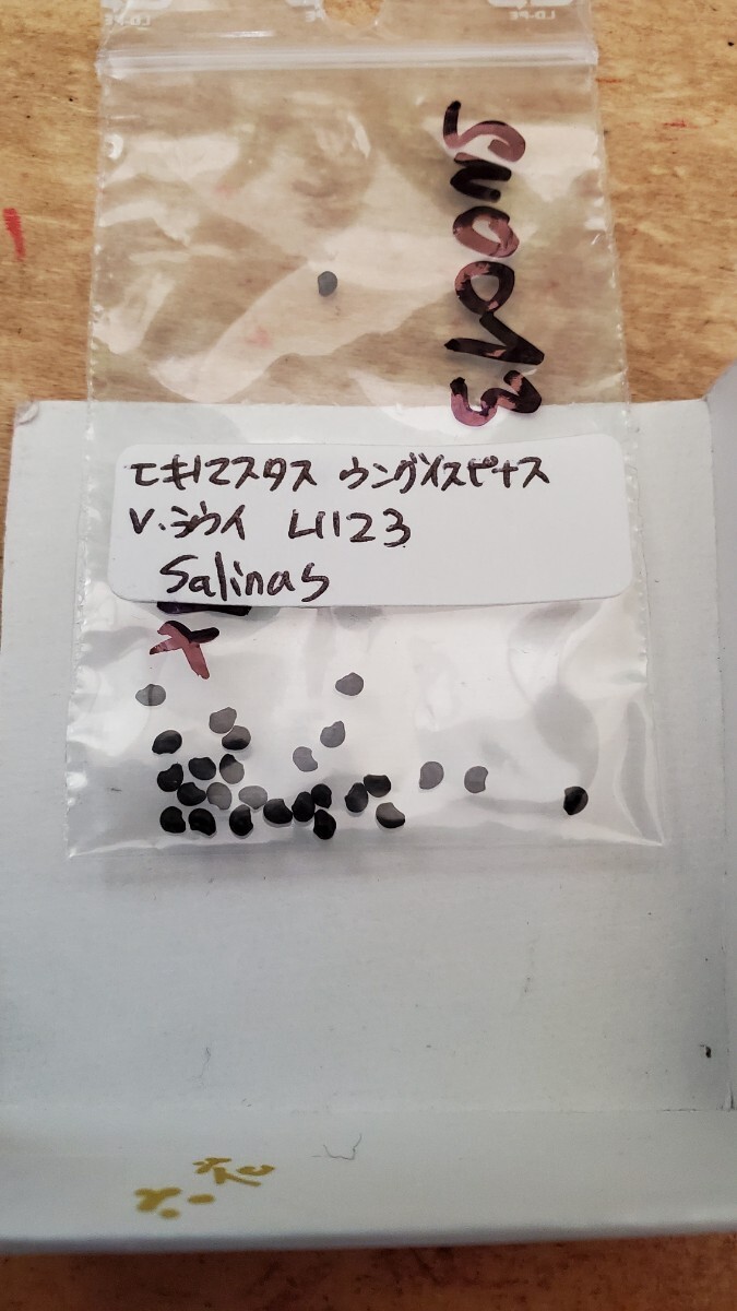 エキノマスタス ウングイスピナス v.ラウイ L1123 種子5粒拍卖