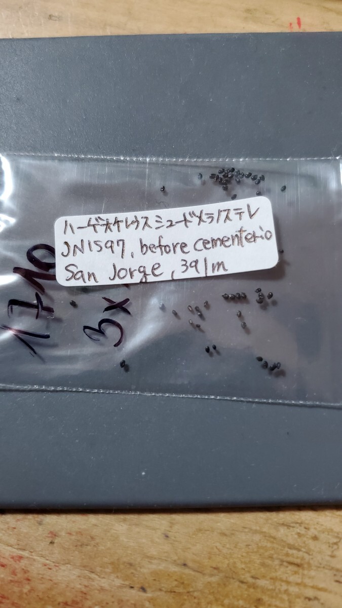 ハーゲオケレウス シュードメラノステレ JN1597 種子10粒拍卖