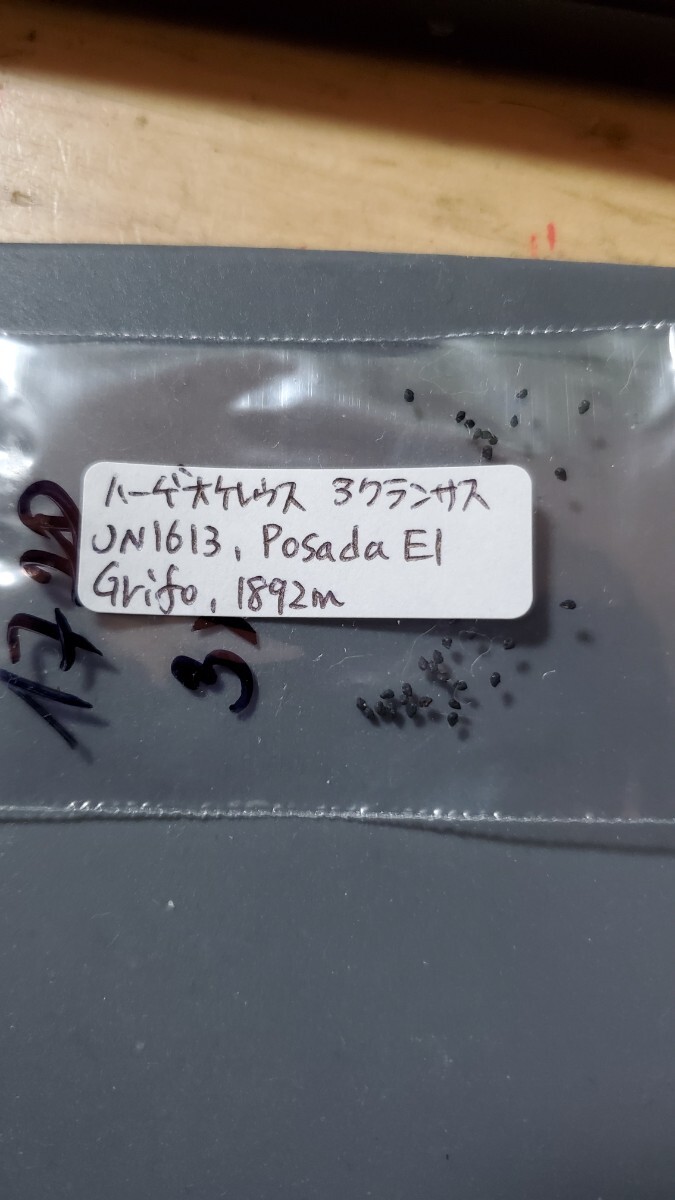 ハーゲオケレウス アクランサス JN1613 種子10粒拍卖