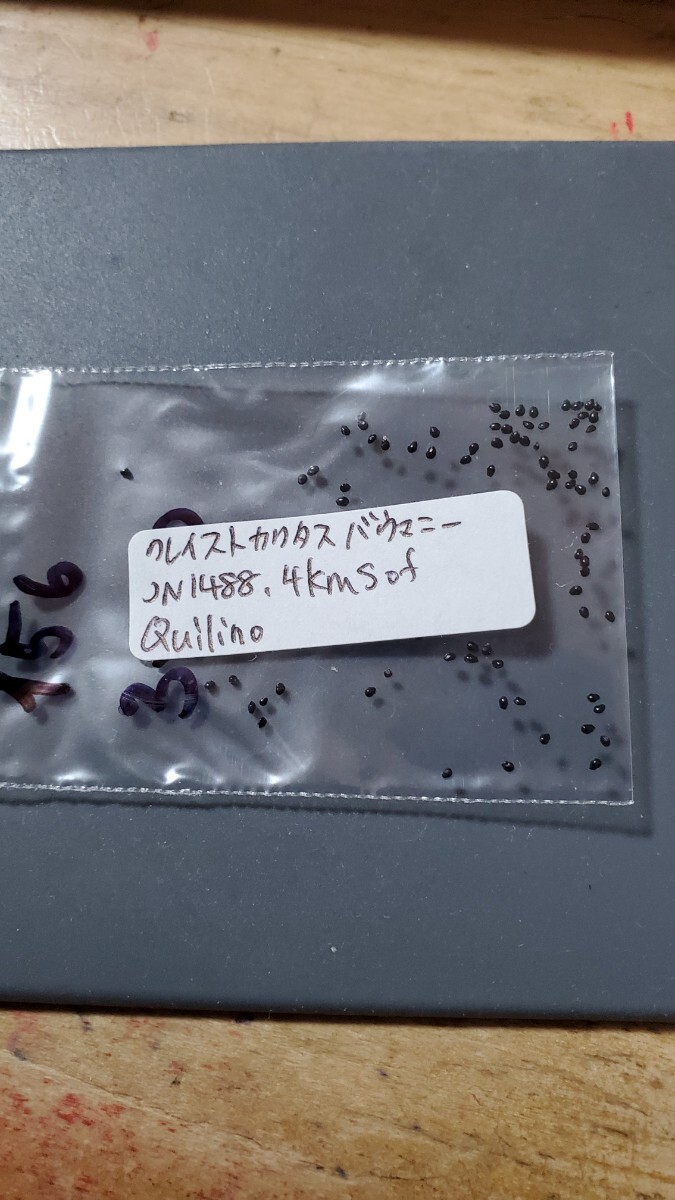 クレイストカクタス バウマニー JN1488 種子10粒拍卖
