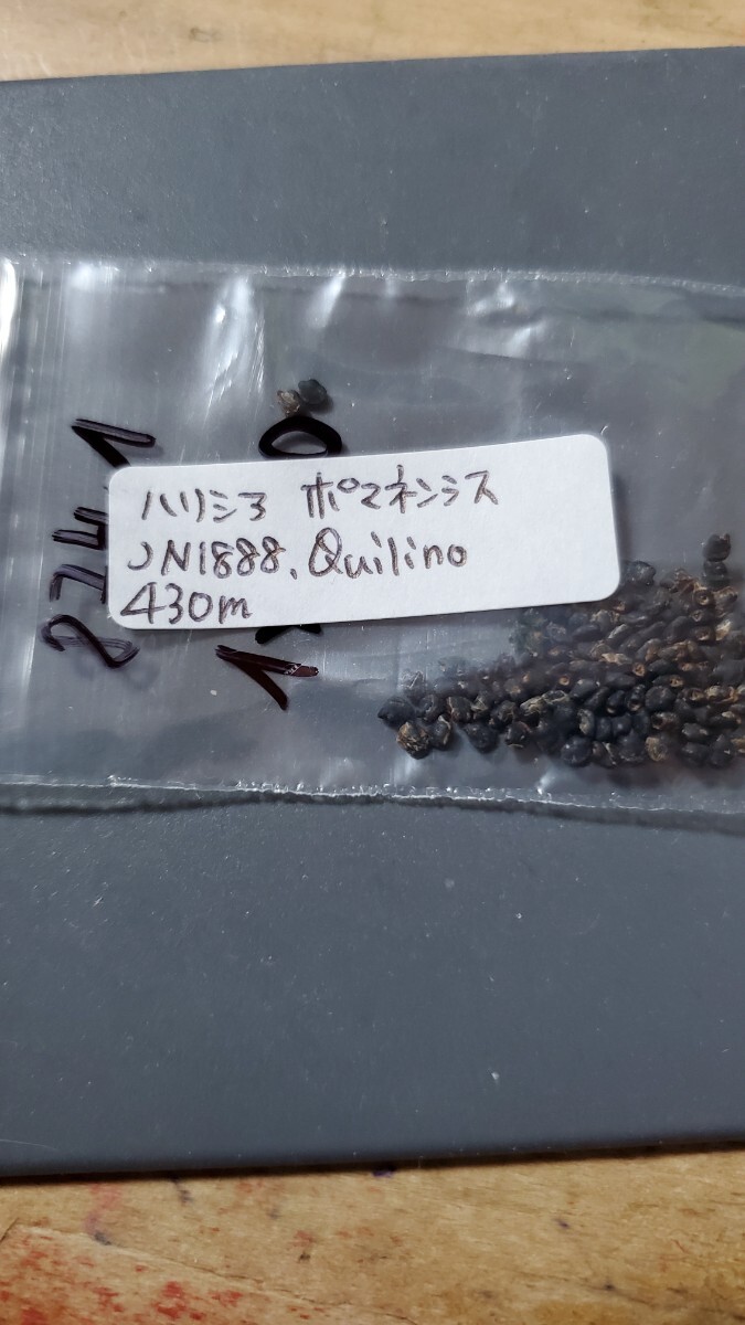 ハリシア ポマネンシス JN1888 種子10粒拍卖